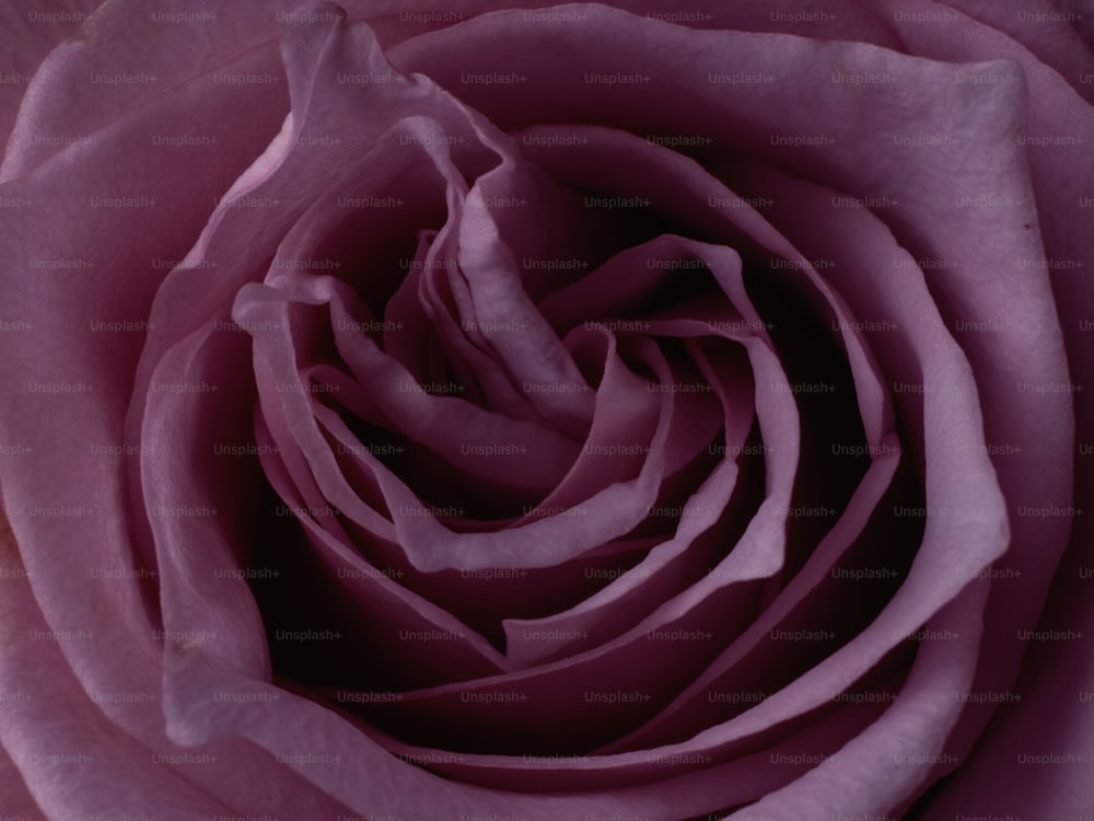 Una vista ravvicinata di una rosa rosa