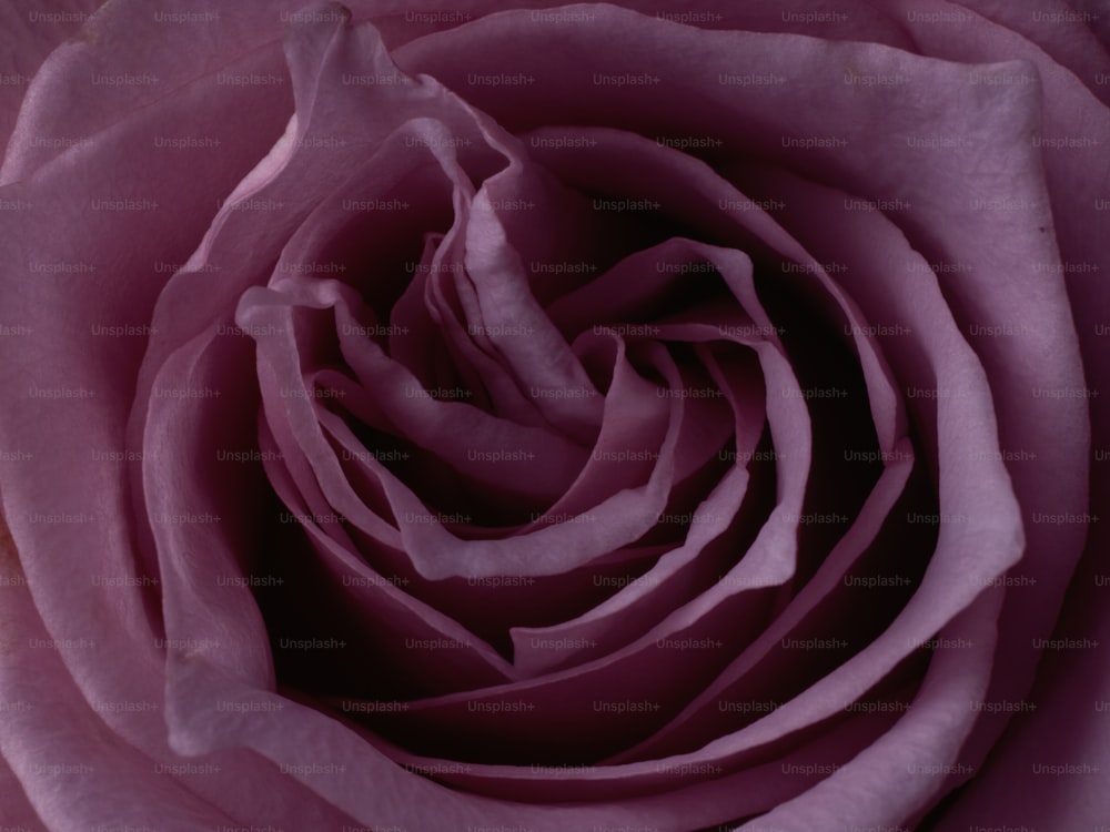 Vue rapprochée d’une rose rose