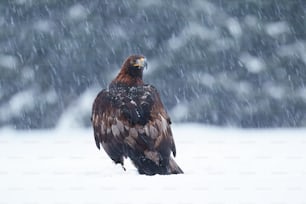 a large bird of prey standing in the snow