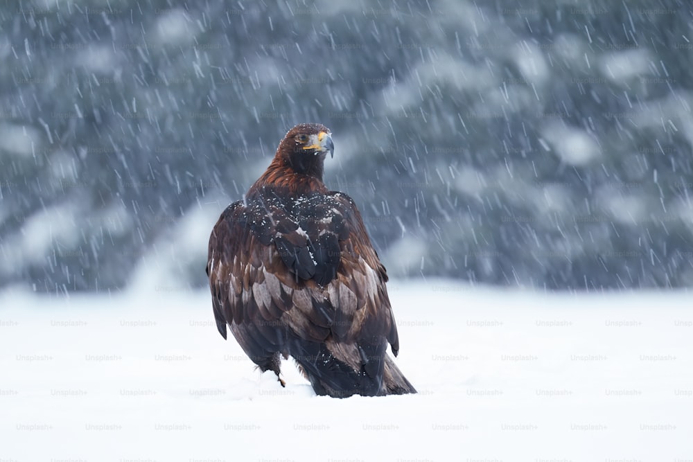 a large bird of prey standing in the snow