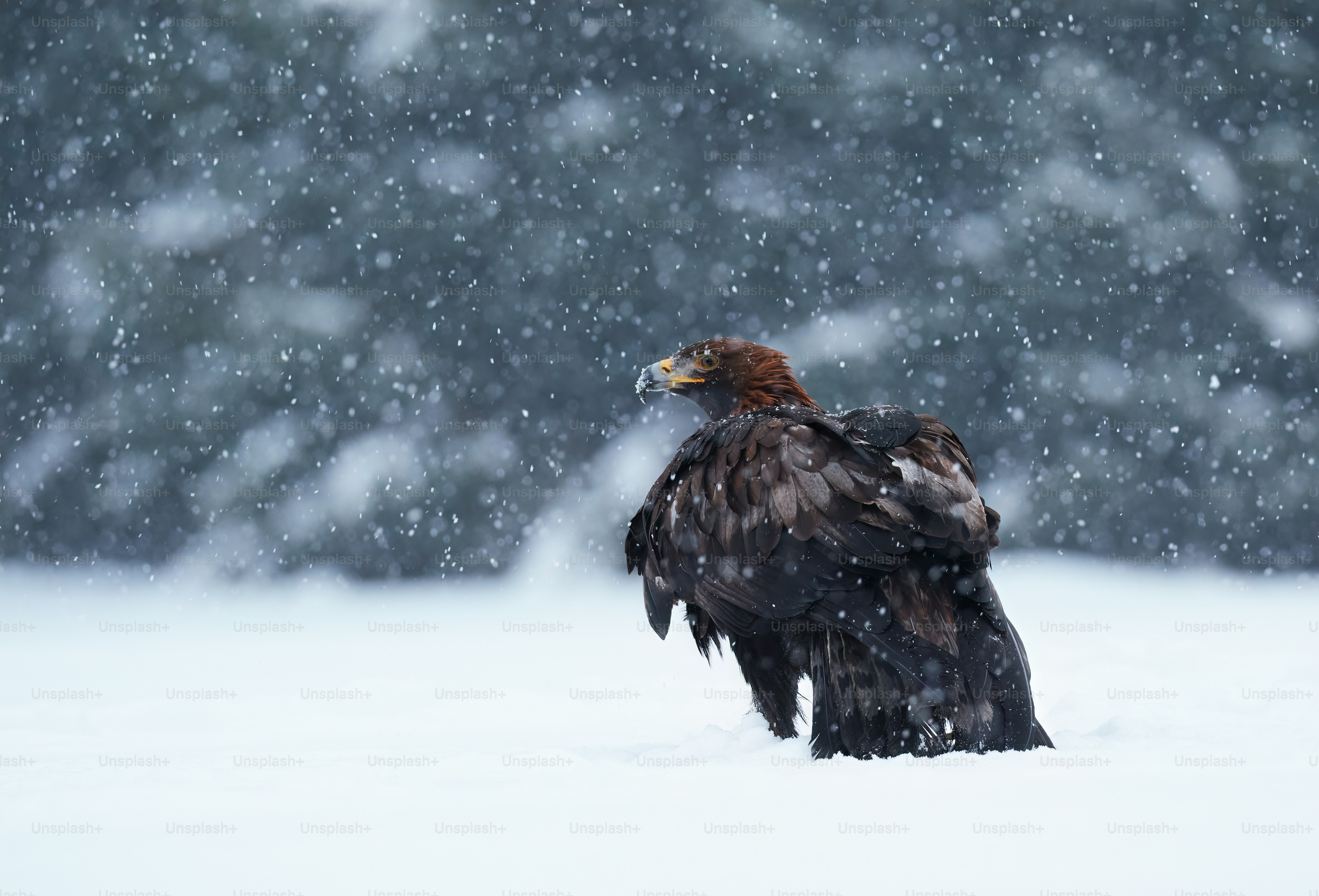 Eagle in the snow storm