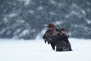 雪の中に立つ大きな猛禽類
