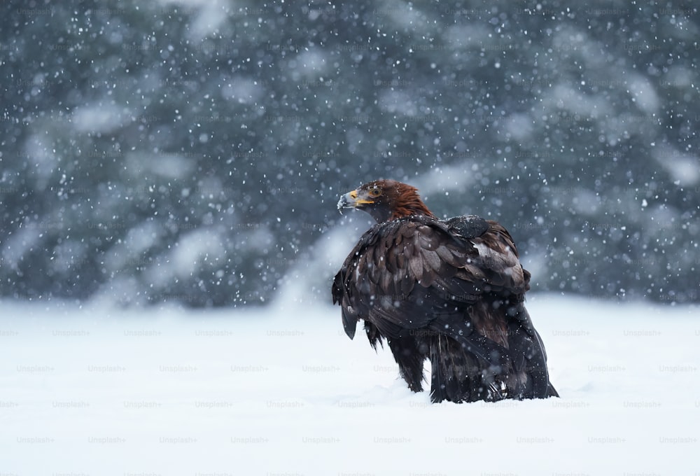 a large bird of prey standing in the snow