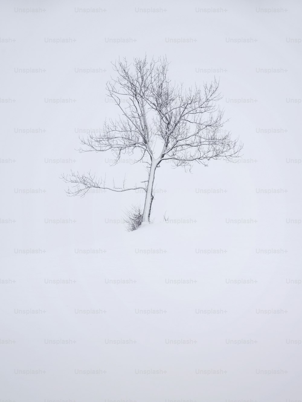 Un árbol solitario en medio de un campo nevado
