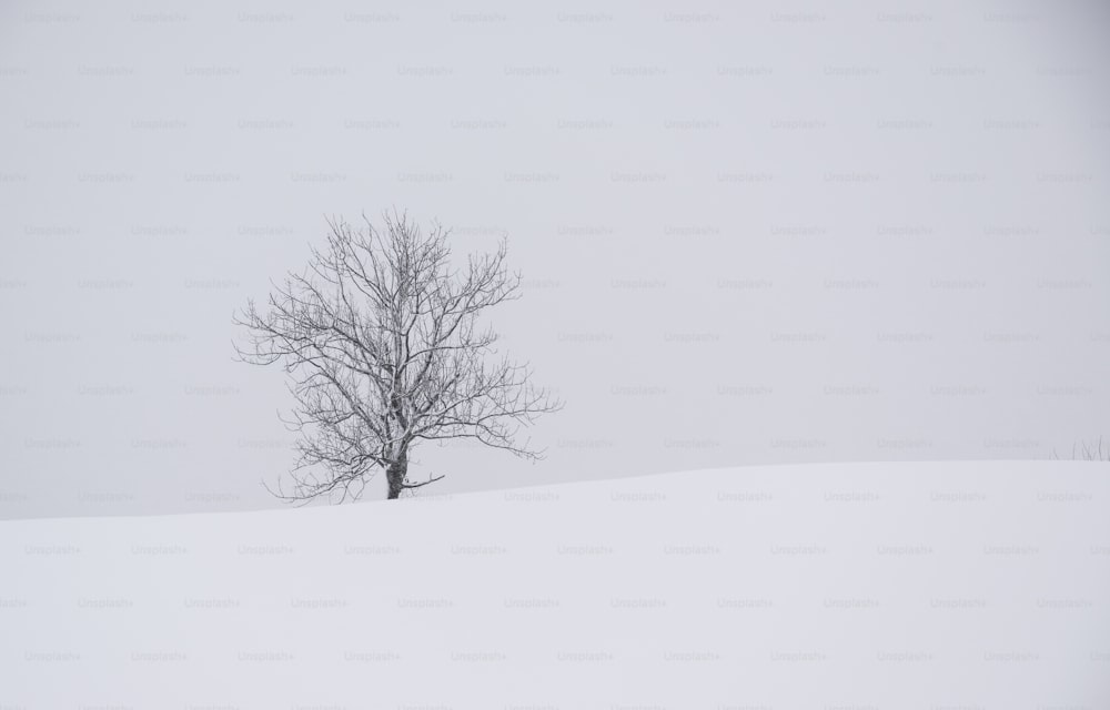 Un arbre solitaire au milieu d’un champ enneigé