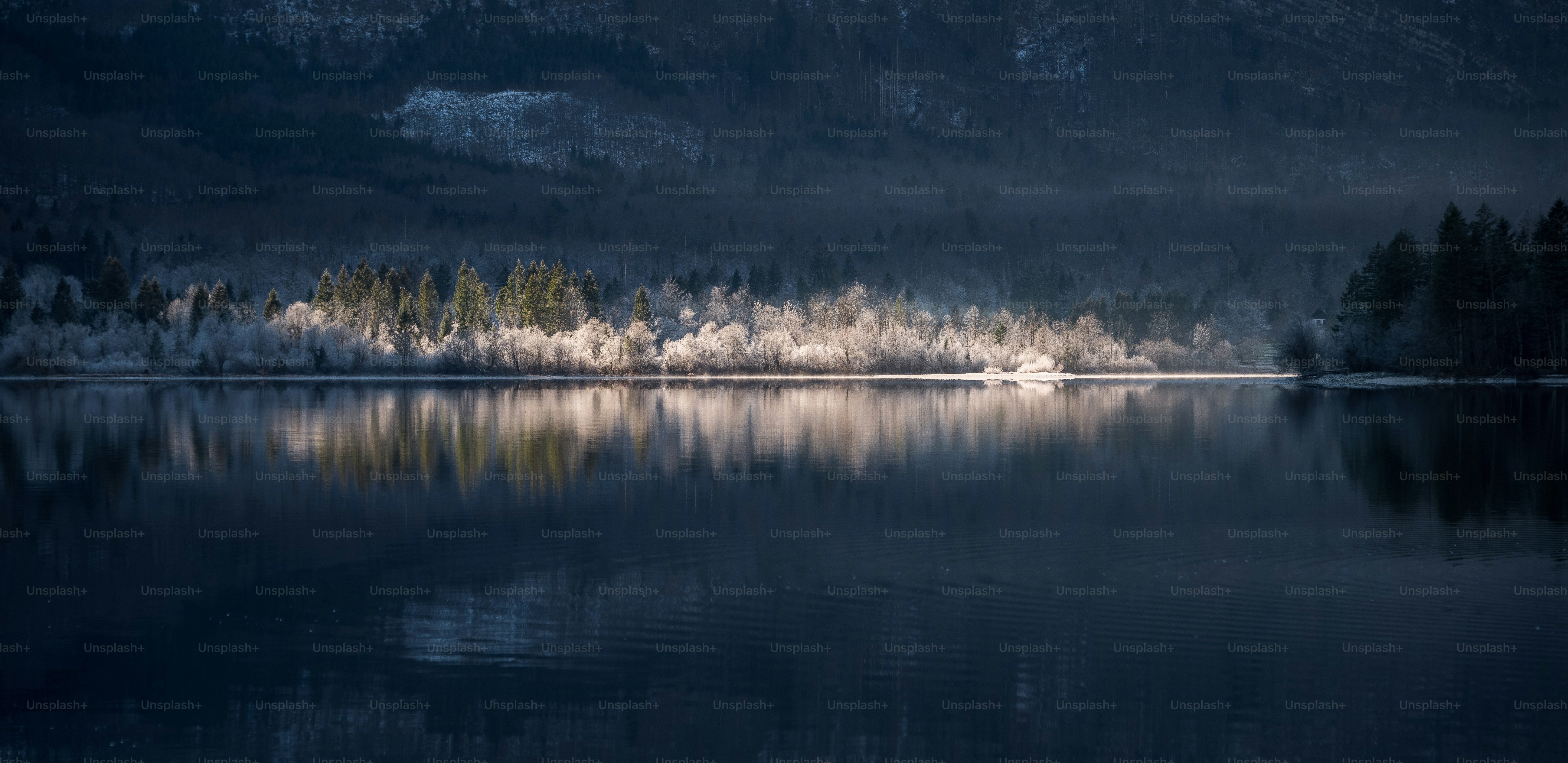 un cuerpo de agua rodeado por un bosque