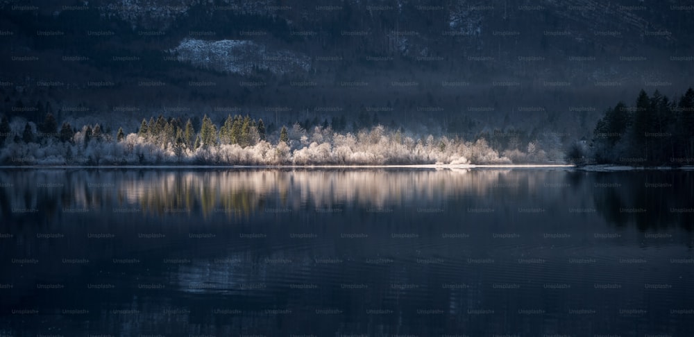 a body of water surrounded by a forest