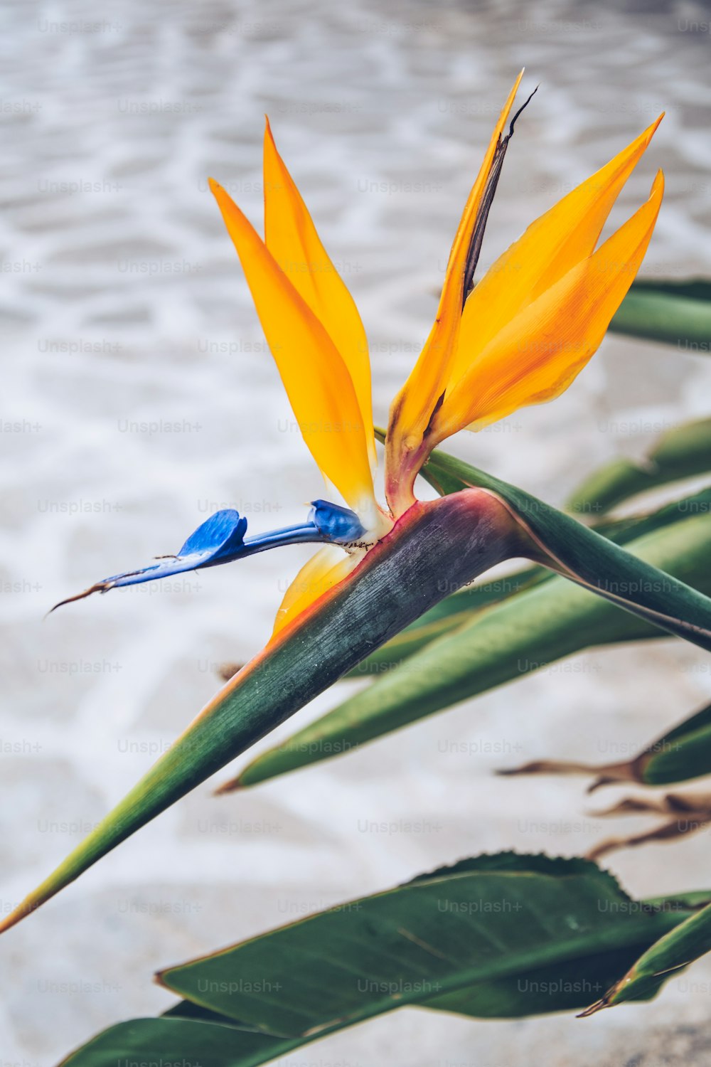 Una flor amarilla y azul del ave del paraíso junto a un cuerpo de agua