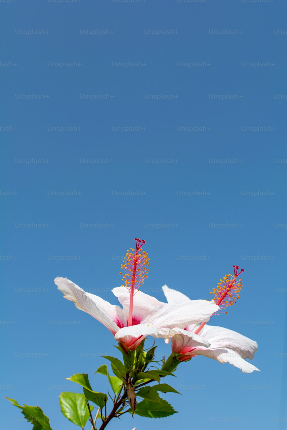 zwei weiße Blüten mit roten Staubblättern vor blauem Himmel