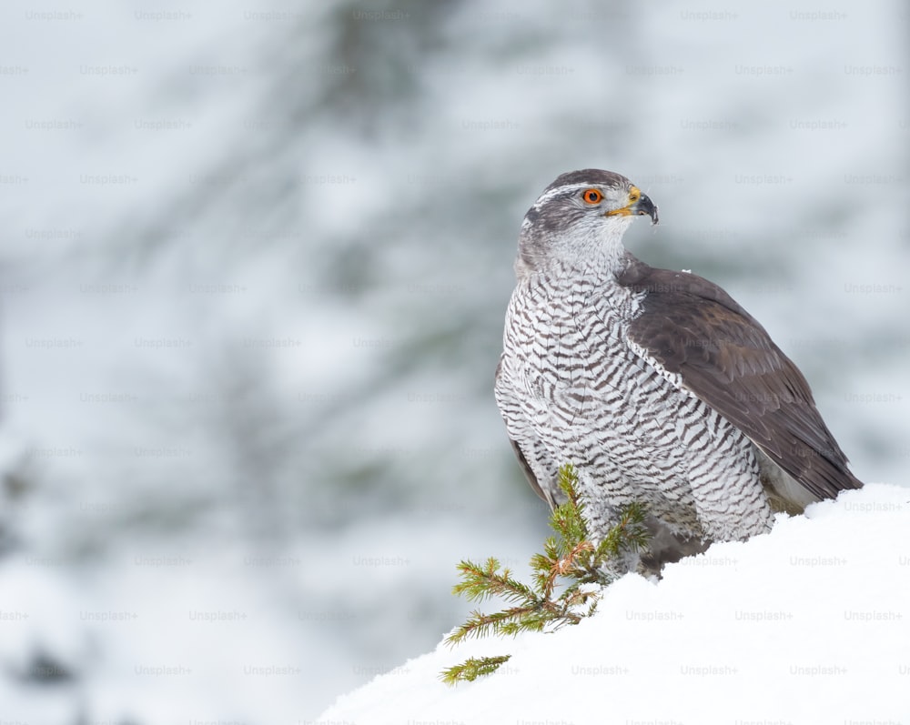 Un uccello seduto sulla cima di una collina coperta di neve