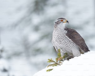 Un pájaro sentado en la cima de una colina cubierta de nieve