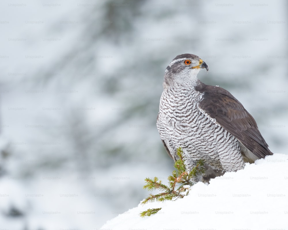 Un pájaro sentado en la cima de una colina cubierta de nieve