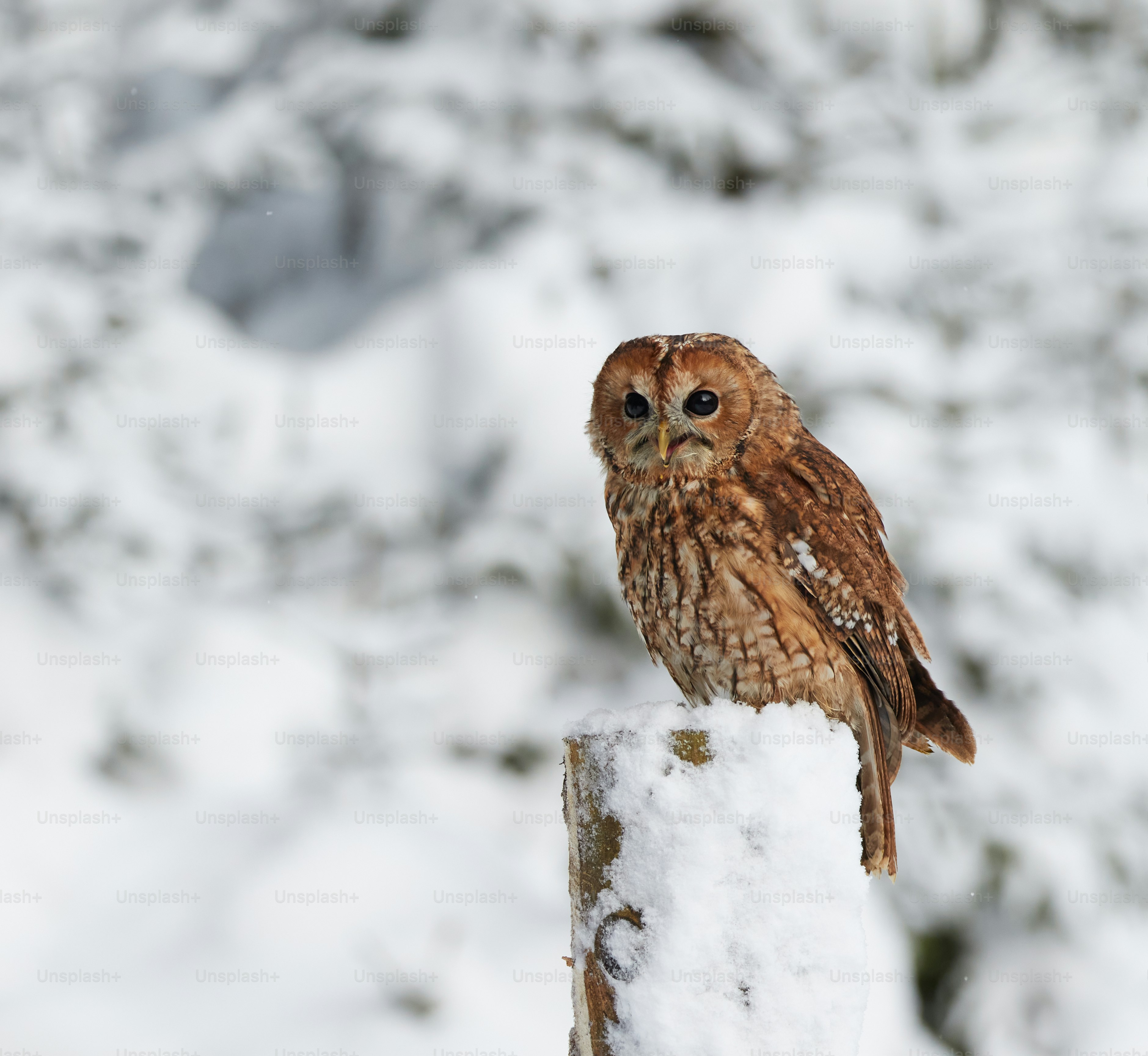 A bald eagle is sitting in the snow photo – Wallpaper Image on Unsplash