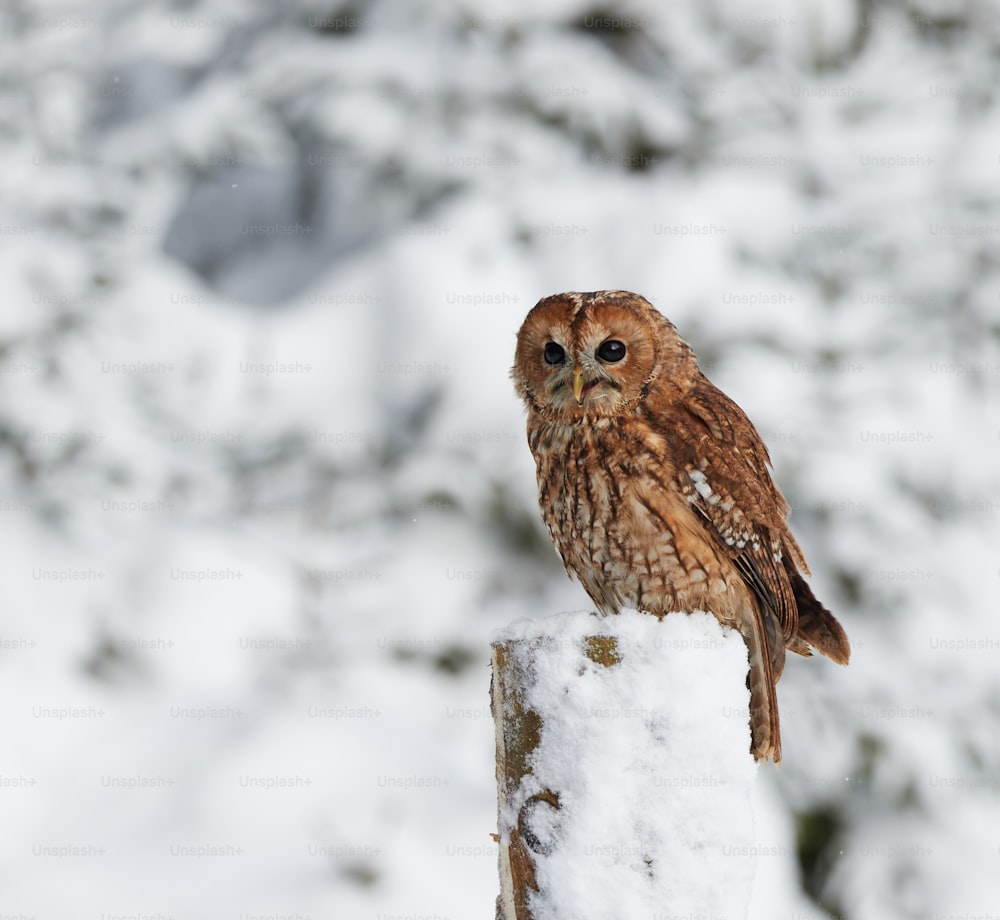 an owl is perched on a post in the snow