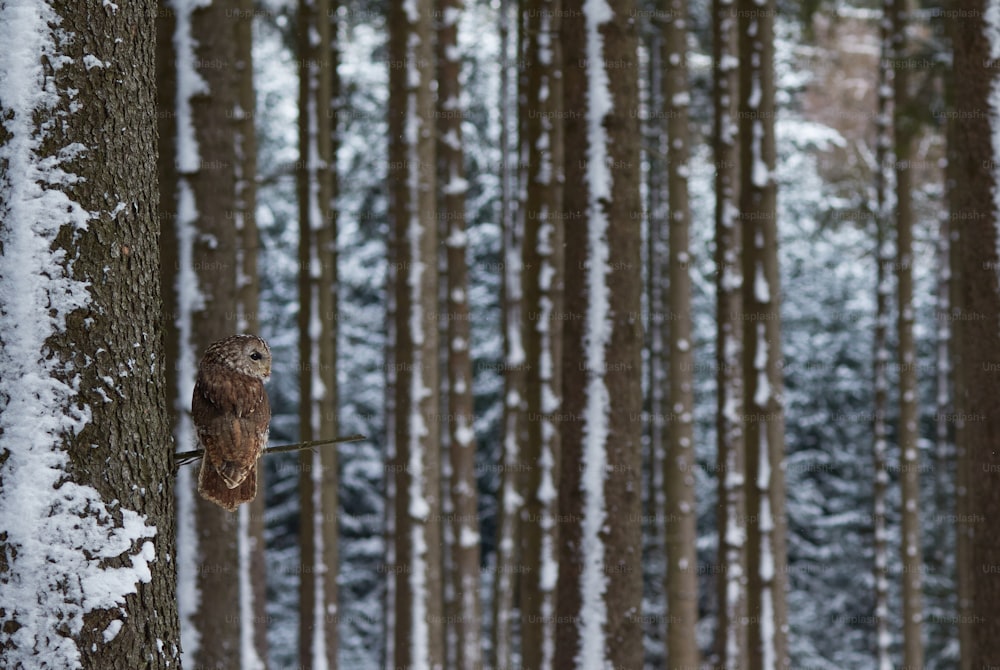 an owl perched on a tree in a snowy forest