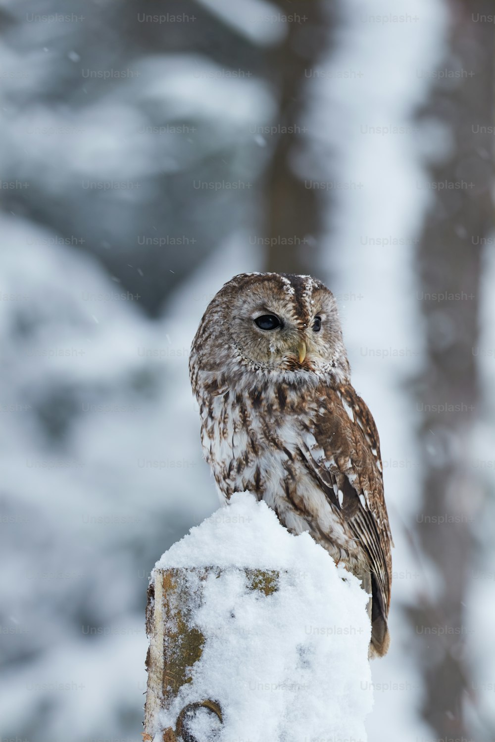 an owl sitting on a tree stump in the snow
