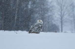 Un búho nevado sentado en medio de un campo