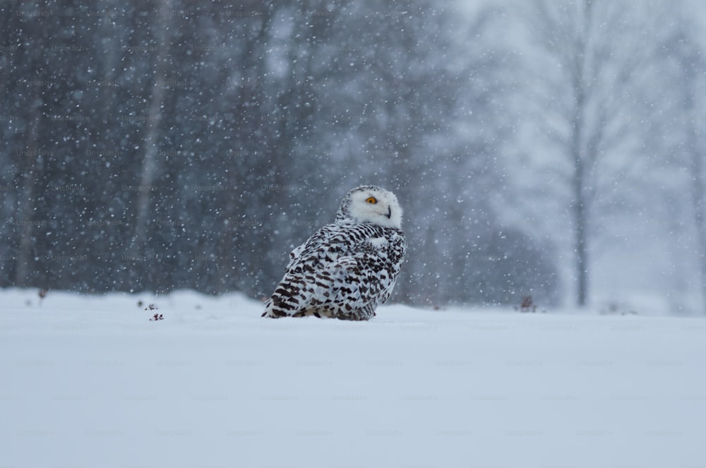 a snowy owl sitting in the middle of a field
