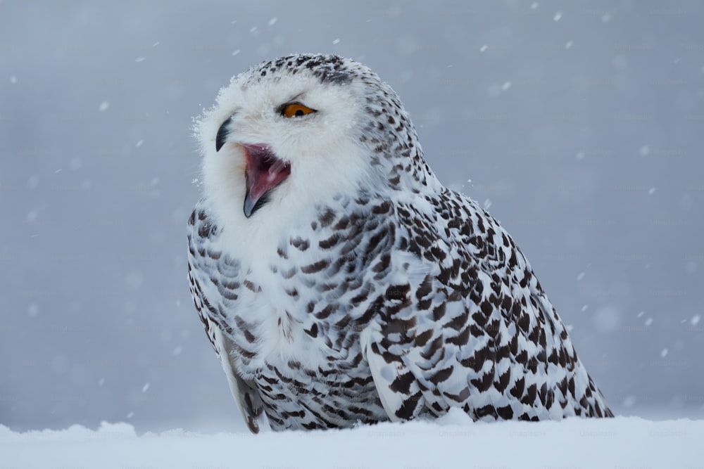 a snowy owl with its mouth open in the snow