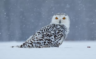 a snowy owl is sitting in the snow