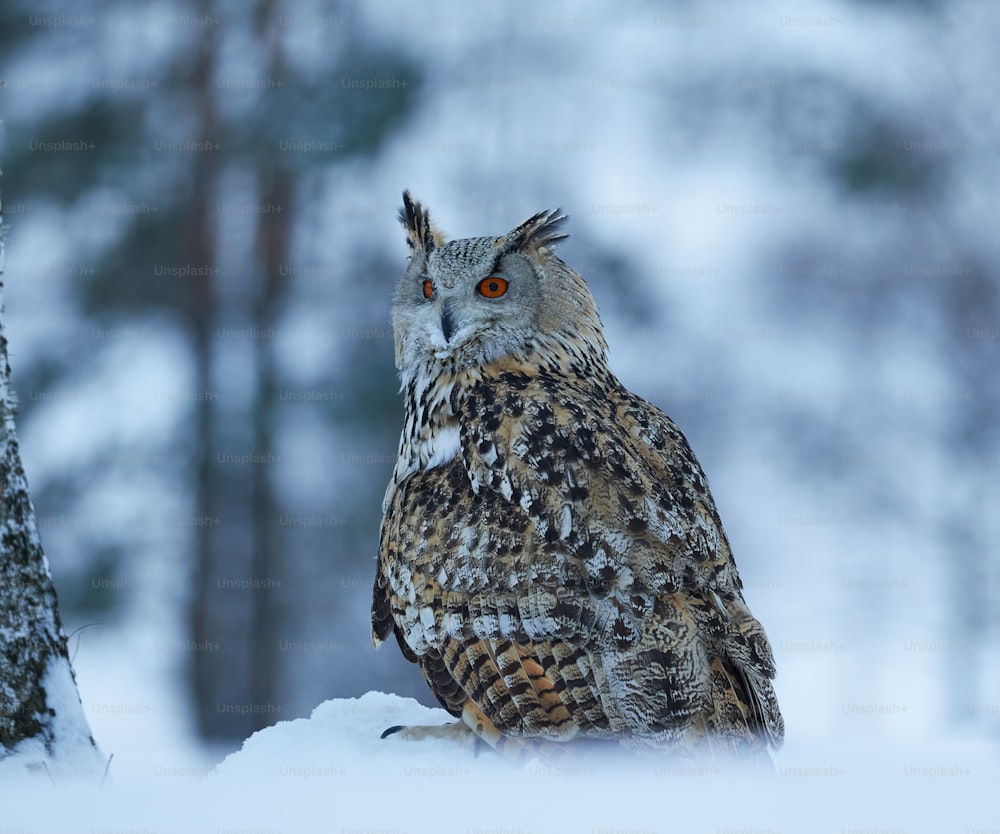 an owl sitting in the snow next to a tree