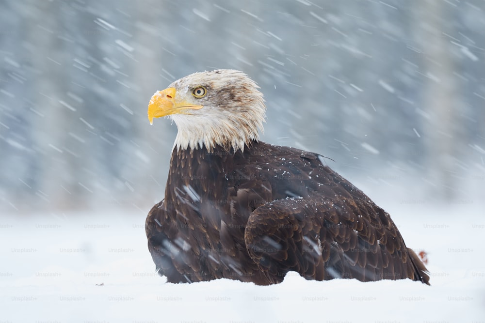 a bald eagle is sitting in the snow