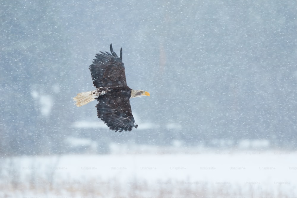 Un'aquila calva che vola attraverso una tempesta di neve