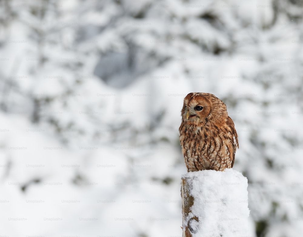 an owl sitting on top of a wooden post in the snow