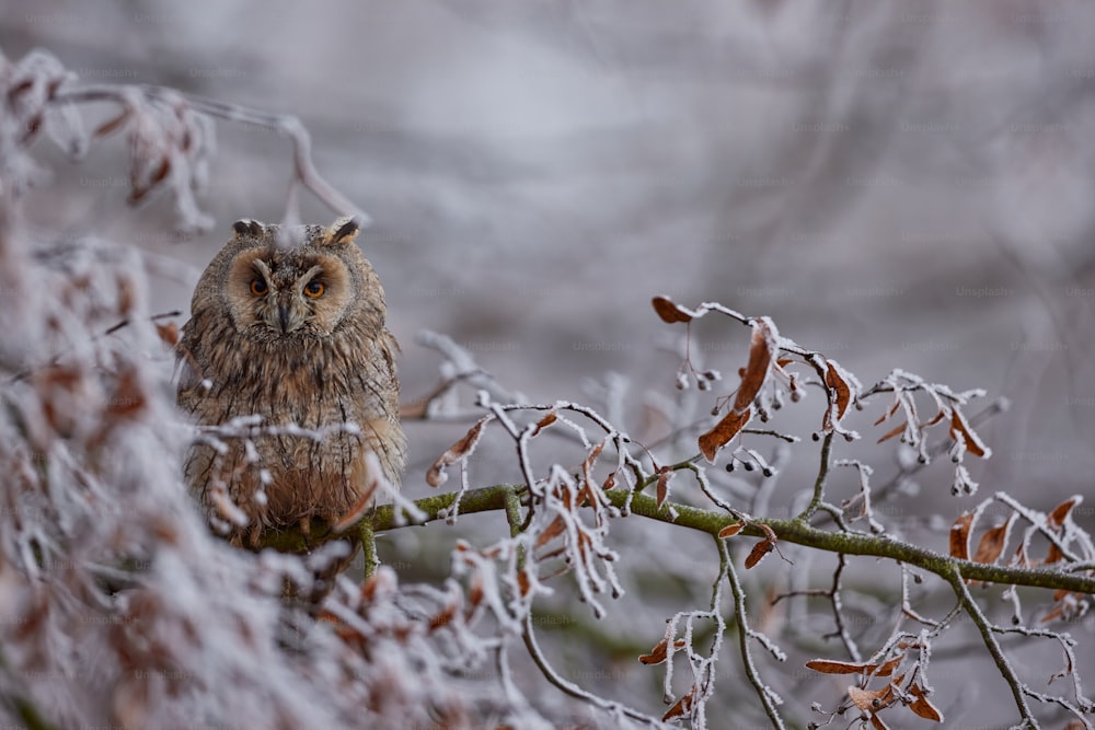 an owl is sitting on a branch in the snow