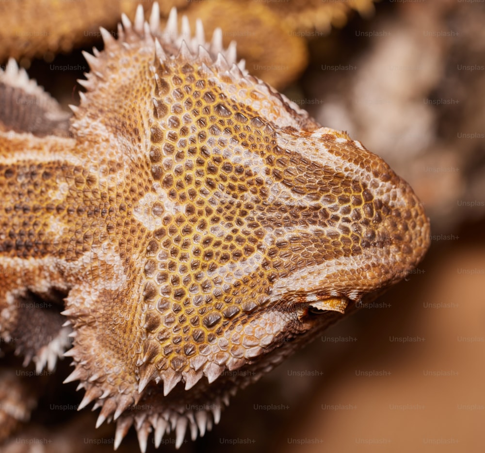 a close up of a lizard's head and neck