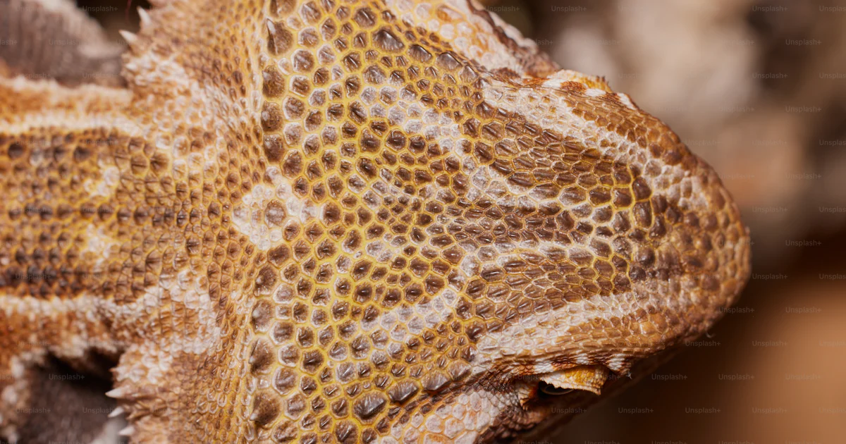 A close up of a lizard's head and neck photo – Head Image on Unsplash