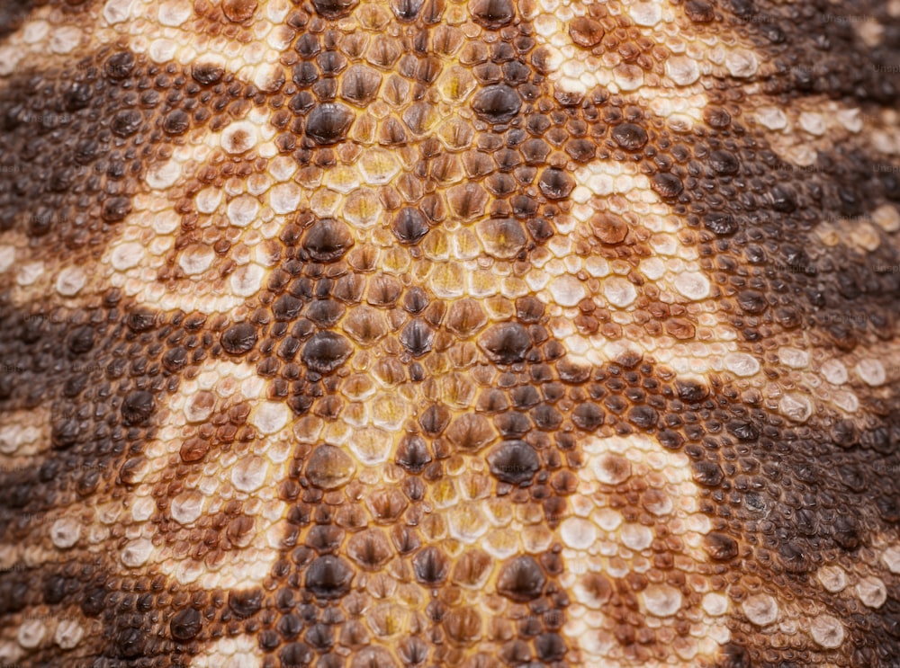 Un primer plano de la piel de un animal con un patrón en él