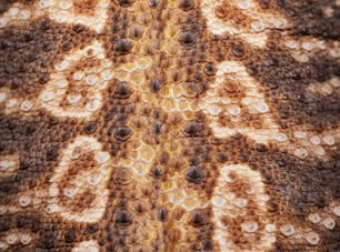 Un primer plano de la piel de un animal con un patrón en él