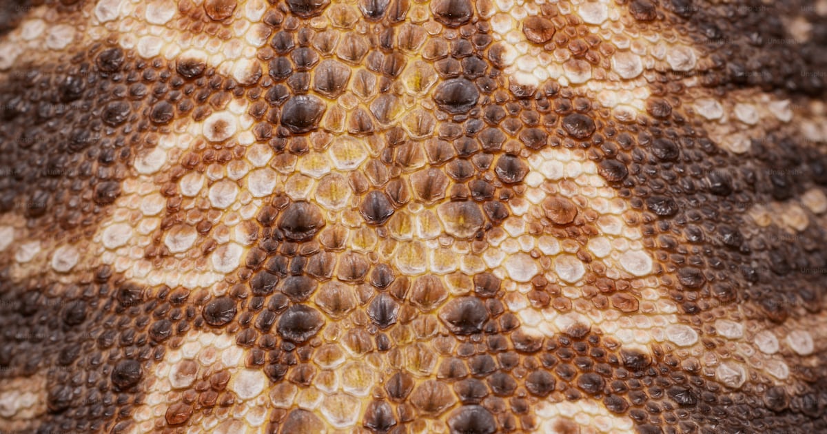 A close up of an animal's skin with a pattern on it photo – Scales ...