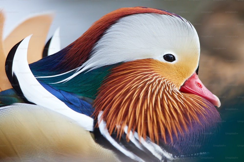 a close up of a colorful bird on a body of water