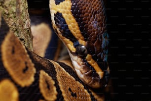 a close up of a snake on a tree