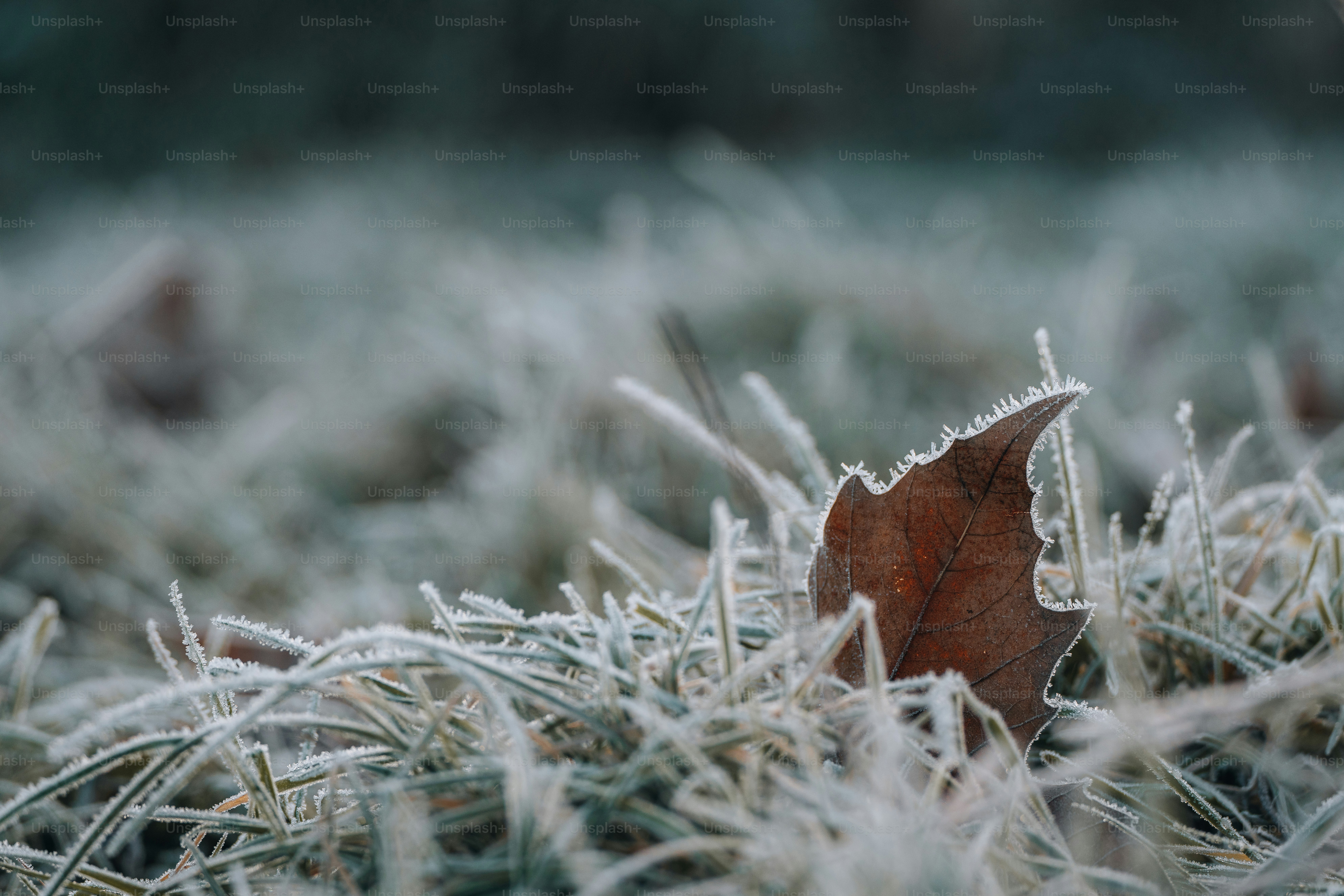 Autumn Landscape Forest Path In The Woods Covered With Frost Frosty Morning  Stock Photo, Picture and Royalty Free Image. Image 23712312., image size:3000x2001