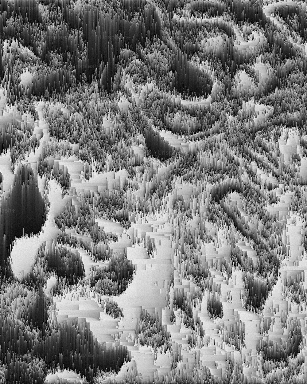 Una foto in bianco e nero di alberi e cespugli