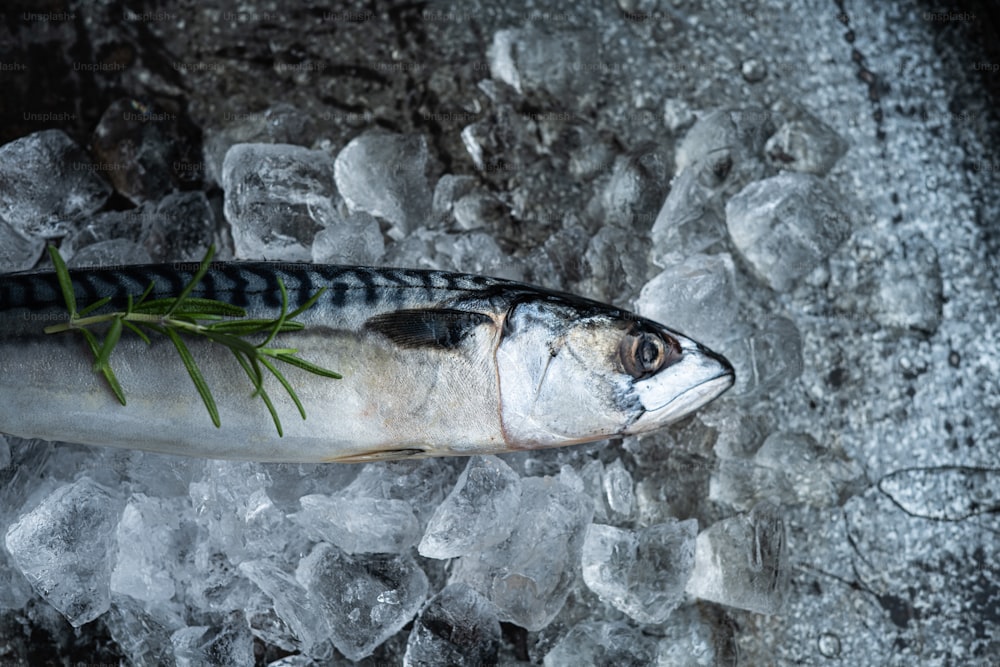 a dead fish on ice with a sprig of rosemary