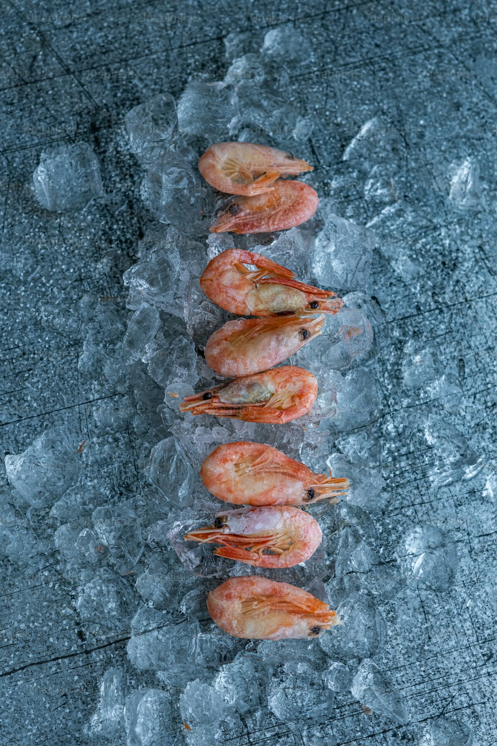 un groupe de crevettes assises sur la glace