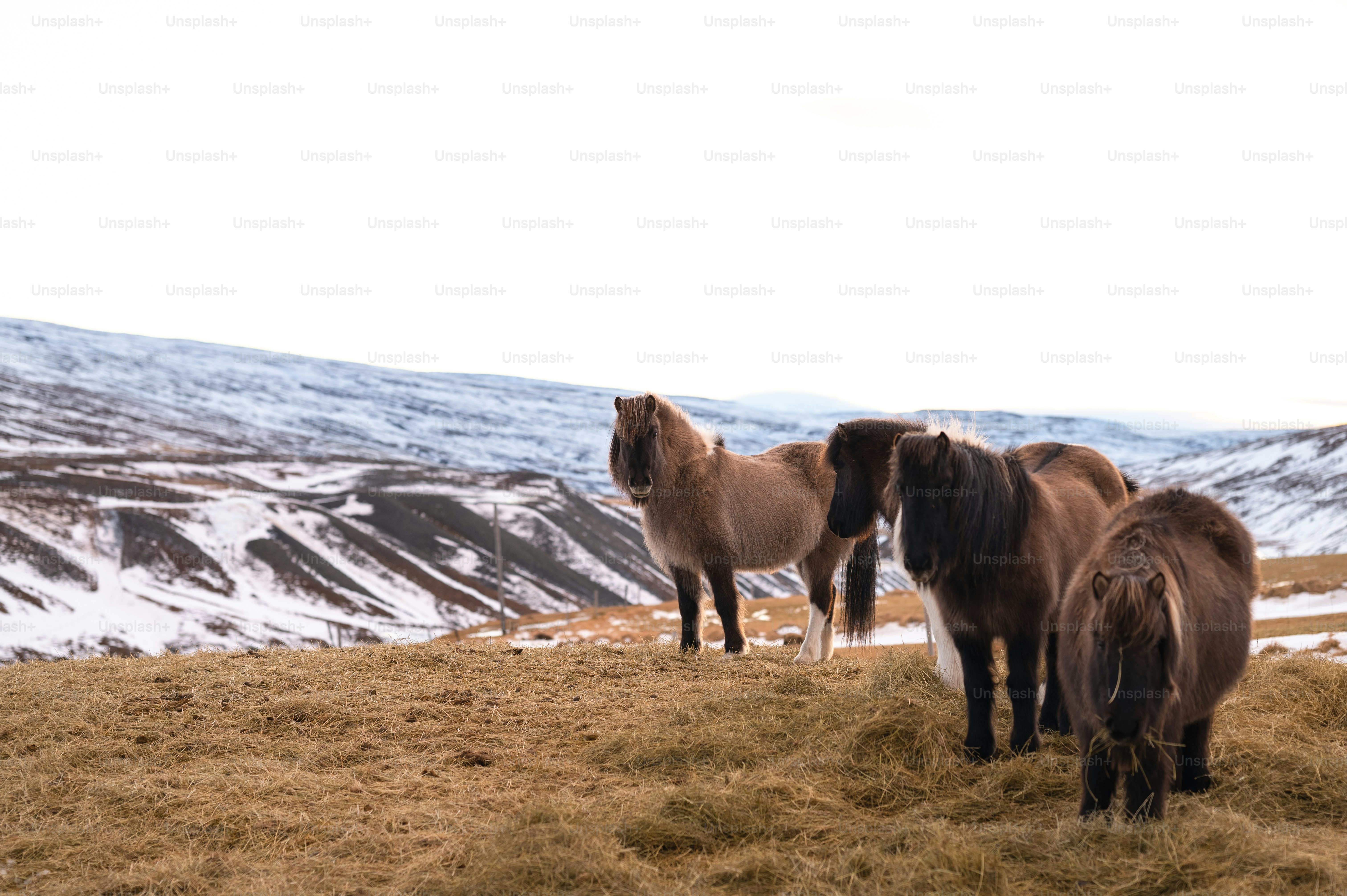 a group of horses standing on top of a grass covered hillside