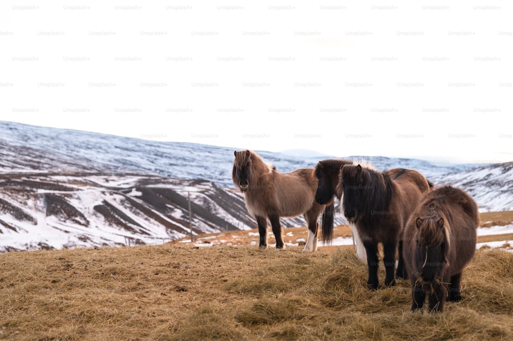 Un gruppo di cavalli in piedi sulla cima di una collina coperta di erba