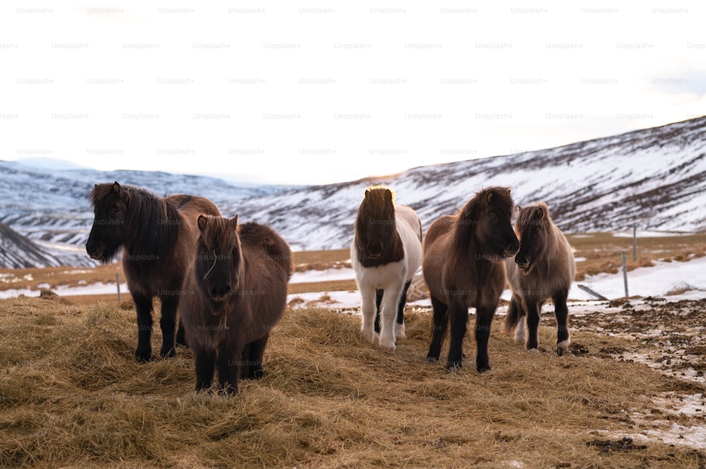 Un grupo de caballos parados en la cima de un campo de hierba seca