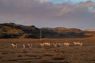 Eine Rinderherde läuft über ein trockenes Grasfeld