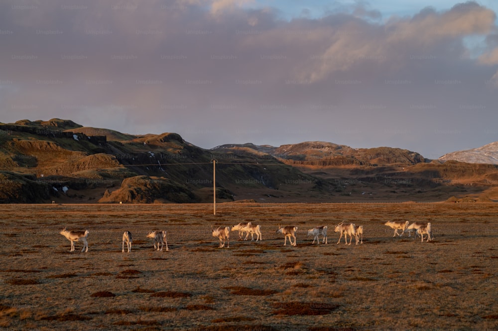 Una manada de ganado caminando por un campo de pasto seco