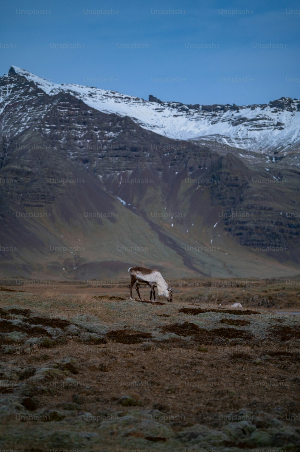 a horse grazing in a field with a mountain in the background