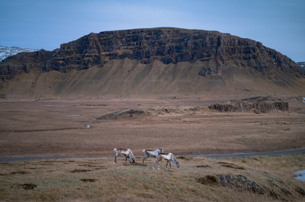 a group of horses walking across a grass covered field