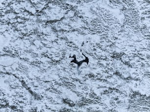 an aerial view of a dog in the snow