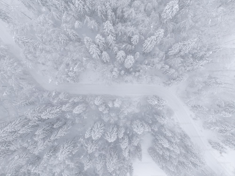 eine Luftaufnahme von schneebedeckten Bäumen und einer Straße