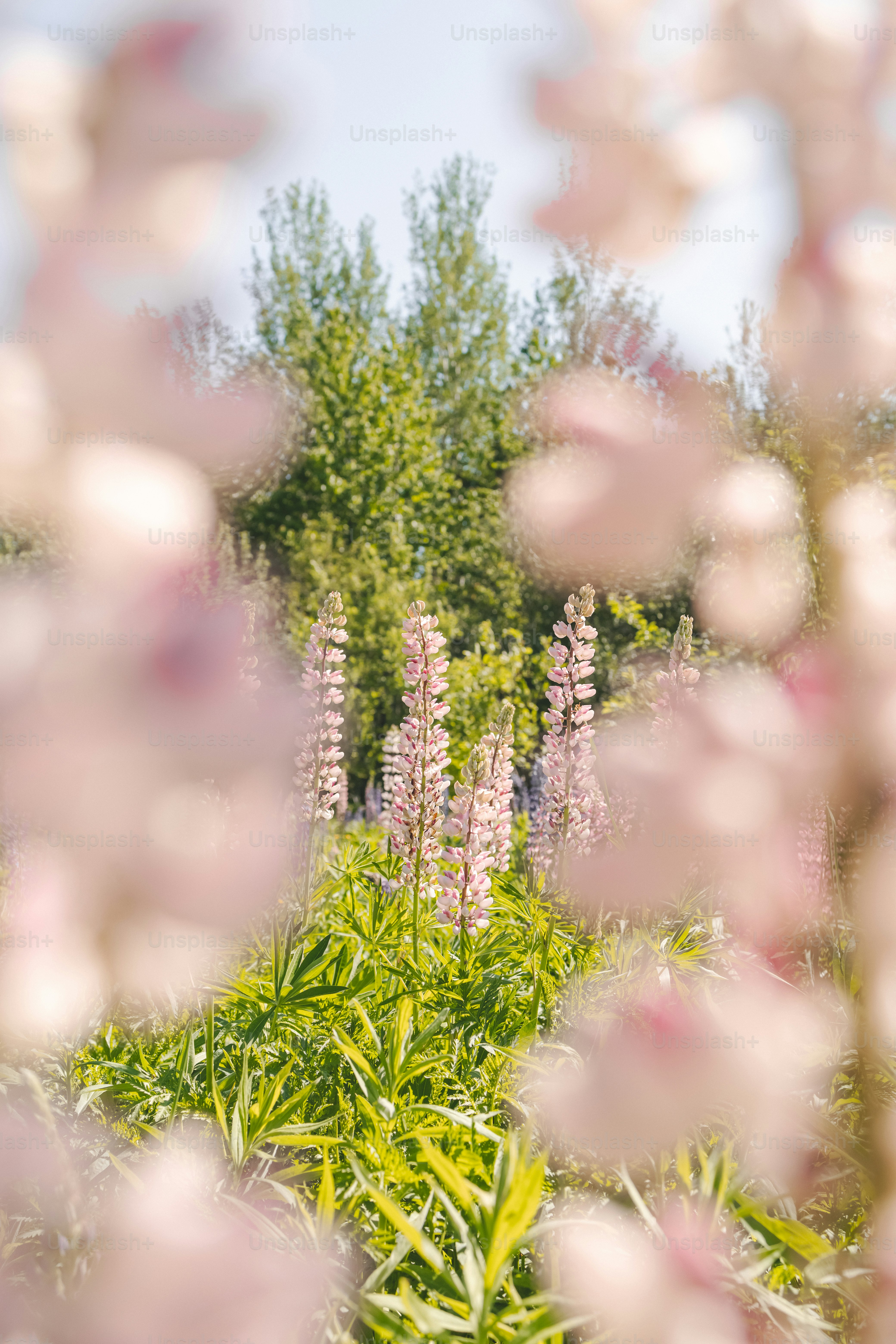 a bunch of flowers that are in the grass